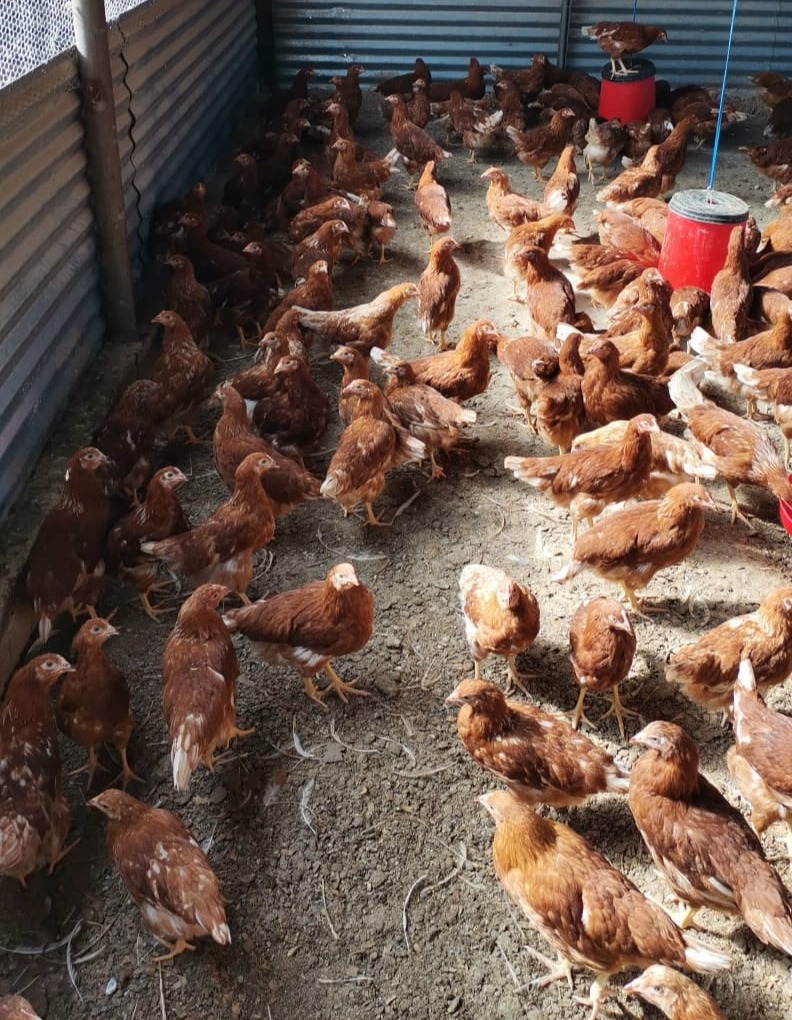 Wilcom Farming