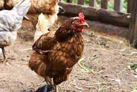 Wilcom Farming