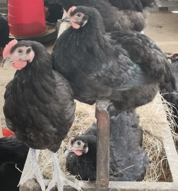 Wilcom Farming