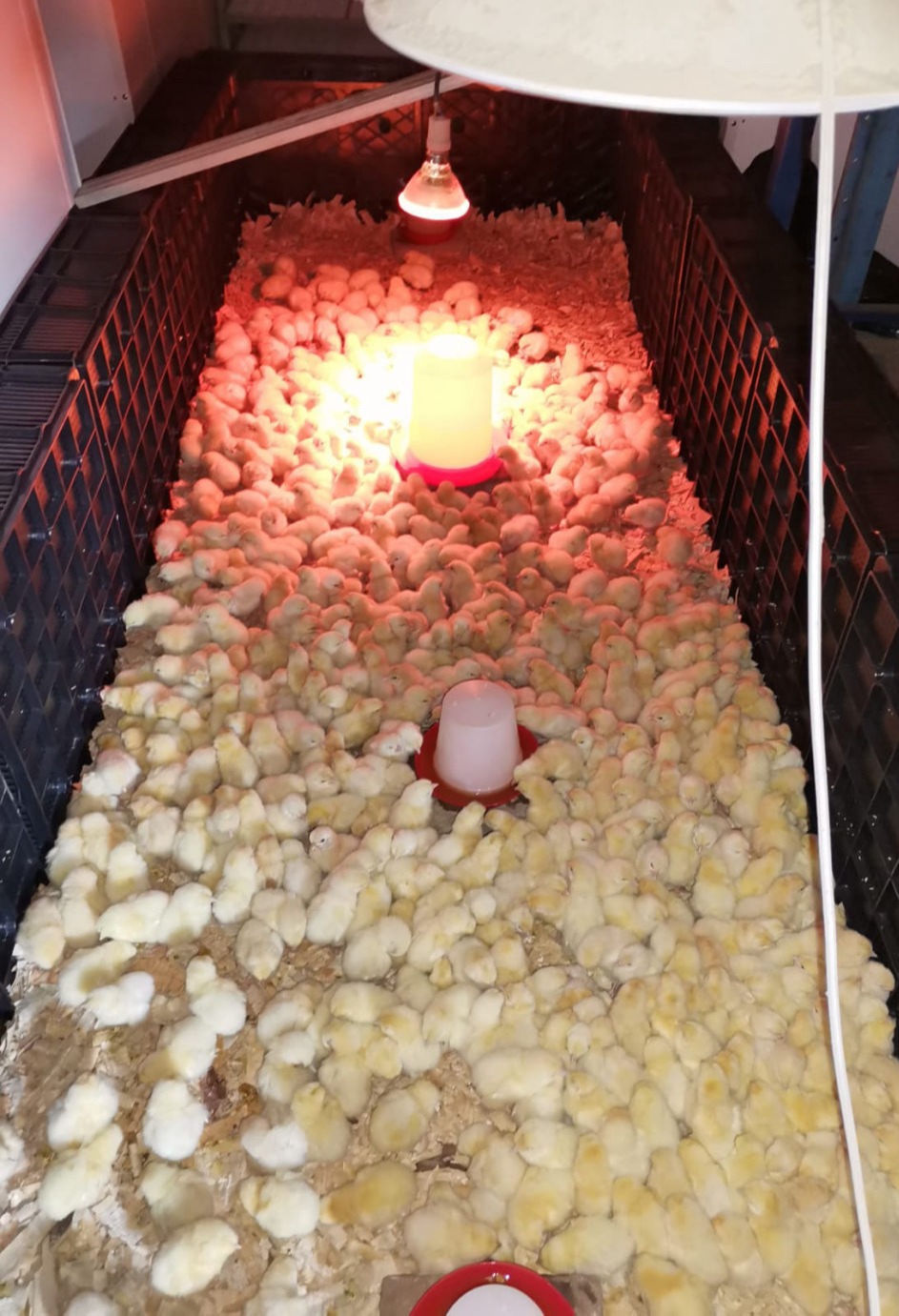 Wilcom Farming