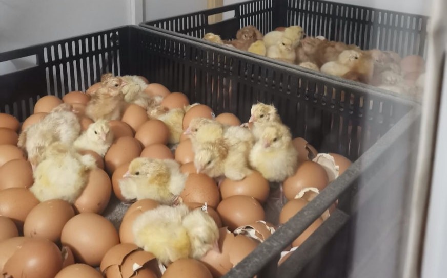 Wilcom Farming