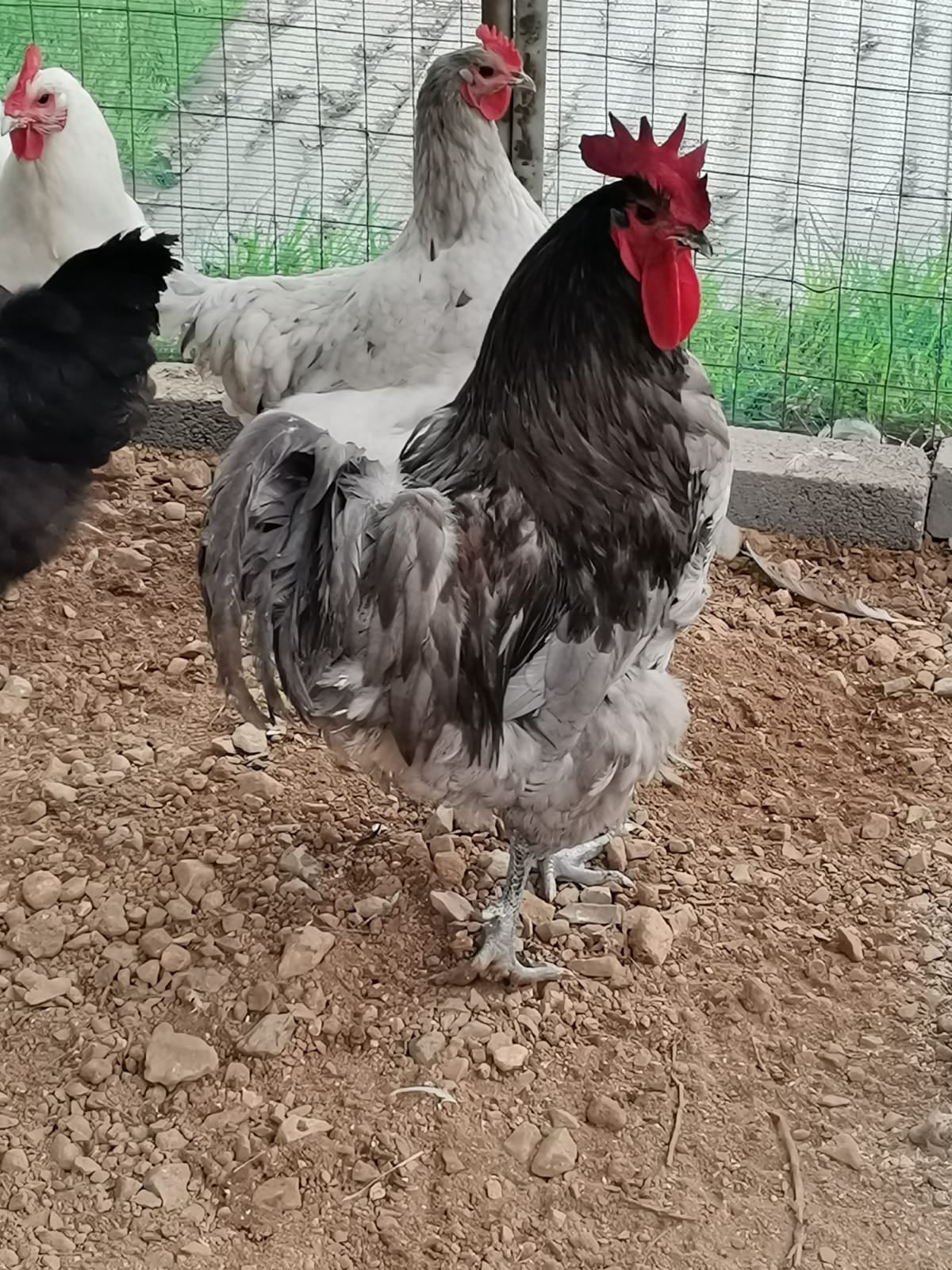 Wilcom Farming