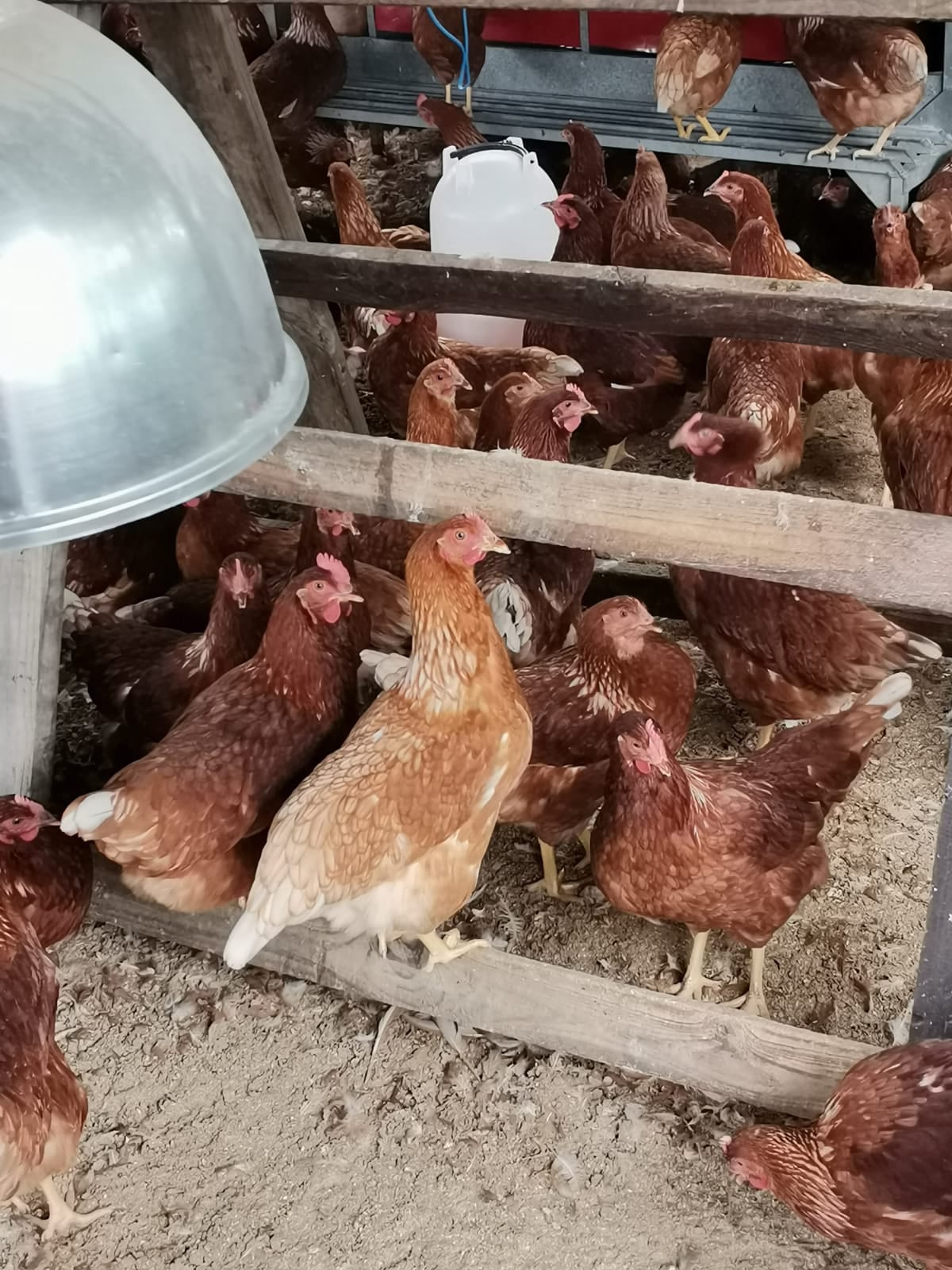 Wilcom Farming